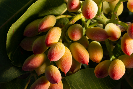 Bronte, Sicily, Italy, 2025 (photo)