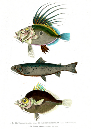 1) Zeus Faber 2) Salmo Schiffermulleri 3) Capros aper, 1846 (engraving)
