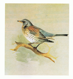 Fieldfare, pub. by Book Club Associates, 1972 (colour litho)