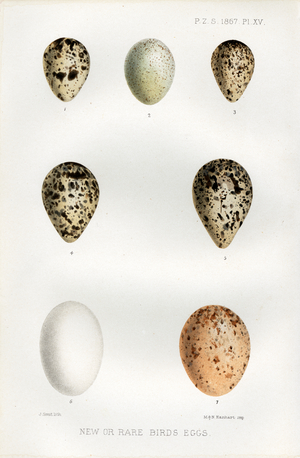New or Rare Birds Eggs (print)
