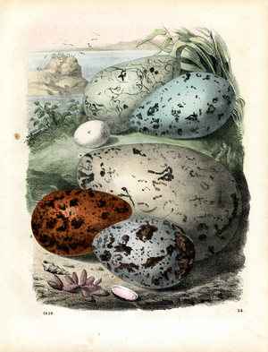 Various Bird Eggs in Natural Environment (litho)