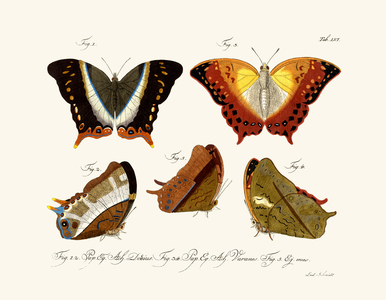 Butterflies, 1783-1806 (coloured engraving)