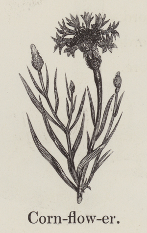 Cornflower (engraving)