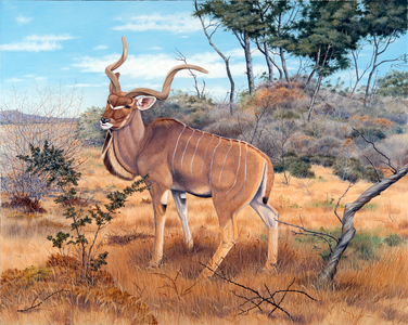Greater kudu, Kenya (oil on canvas) 