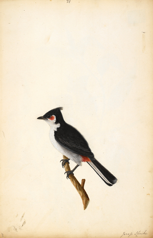 Red-Whiskered Bulbul
'Pycnonotus Joãosus'