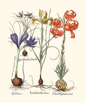 Spring-Flowering Bulbous Plants (print)