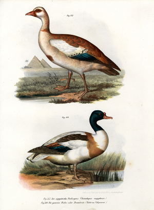 Egyptian Goose, 1864 (colour litho)