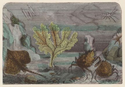 Aquarium (coloured engraving)