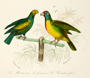 the guinea sparrow and the coulacifsi, 18th century (Engraving)