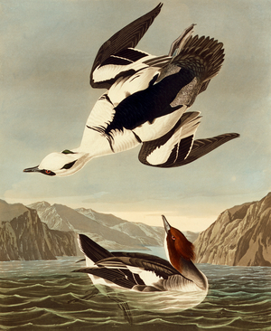 Mergellus albellus, smew, Plate 347 from John James Audubon's Birds of America, original double elephant folio, 1827-30 (hand-coloured aquatint)