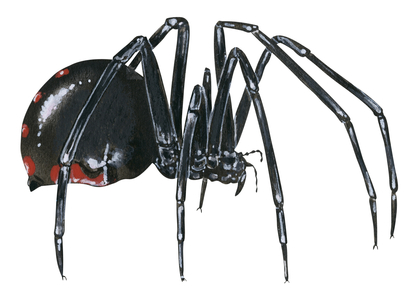 Black widow spider