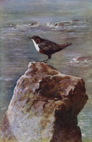 The dipper (photo)