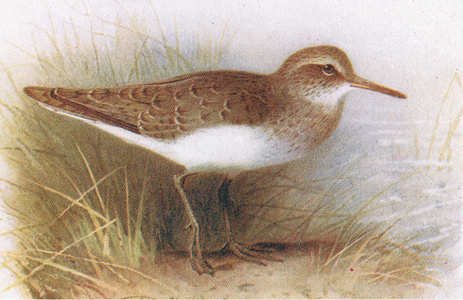 Common Sandpiper, from Birds of the British Isles and Their Eggs published by Frederick Warne & Co Ltd, 1958 (colour litho)