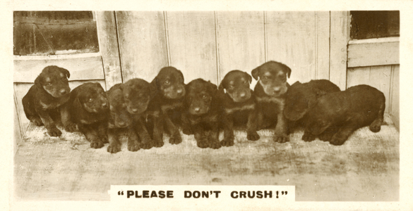 Please Don't Crush! (b/w photo)