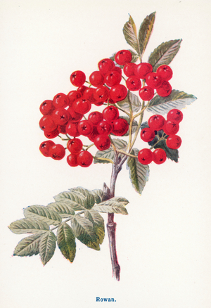 Wild Fruits of the Country-side: Rowan (colour litho)