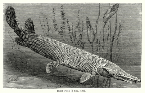 Bony Pike (engraving)