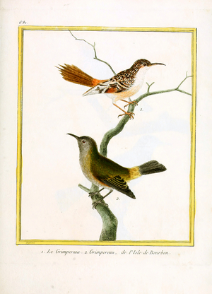 Common Treecreeper and Bourbon Island Treecreeper (print)