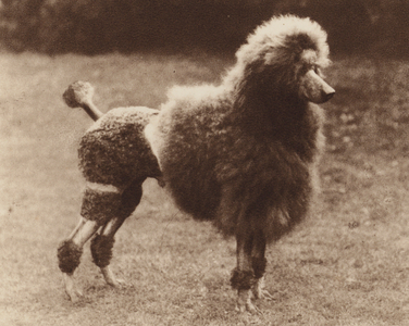Dogs: The Poodle (b/w photo)