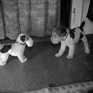 A little puppy sees itself as plush toy, Germany 1930s (b/w photo)