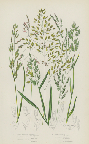 Reed Meadow Grass, Floating Meadow Grass, Creeping Sea Meadow Grass, Reflexed Meadow Grass  (colour litho)