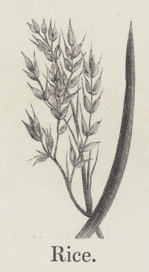 Rice (engraving)