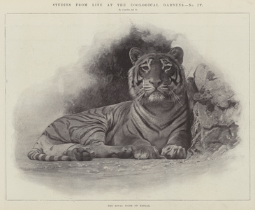 Studies from Life at the Zoological Gardens (litho)