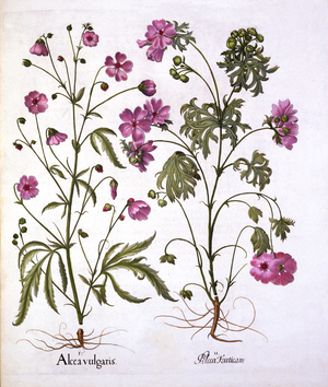 Musk Mallow, from 'Hortus Eystettensis', by Basil Besler (1561-1629), pub. 1613 (hand coloured engraving)