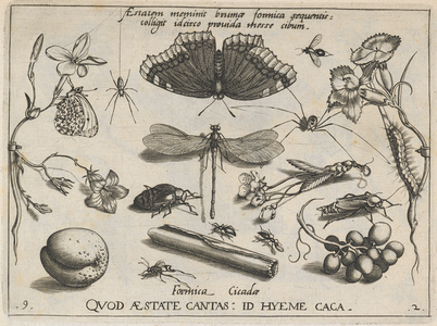 An engraving representing insects, fruits, flowers, etc