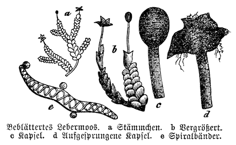 Liverwort