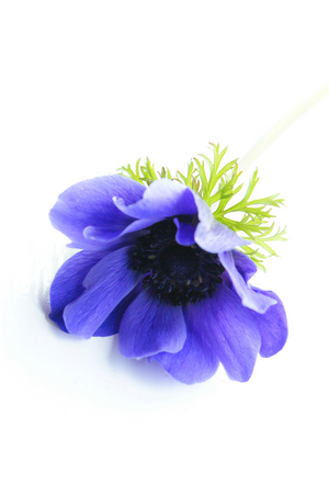 Anemone, 2020 (photo)