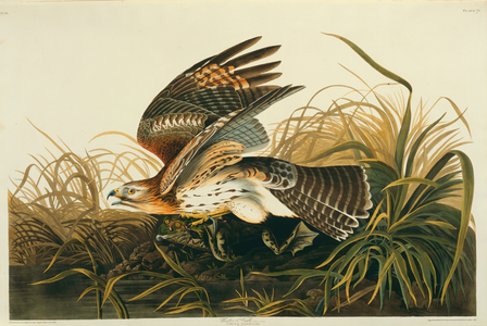 Buteo lineatus, red-shouldered hawk, Plate 71 from John James Audubon's Birds of America, original double elephant folio, 1827-30 (hand-coloured aquatint)