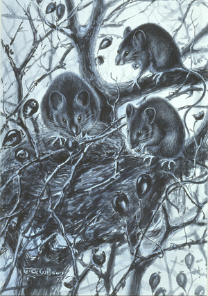 Apodemus sylvaticus, long-tailed field mouse, or wood mouse, from a collection of pencil sketches and watercolour drawings of British mammals, c.1890-1910 (watercolour on paper)