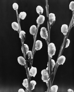 Pussy Willows