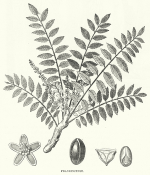 Frankincense (engraving)