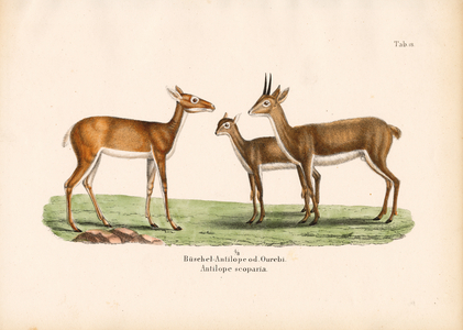 Oribi Antelopes in Family, 1848 (lithography)