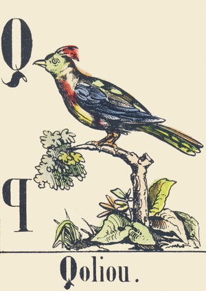 Q: Qoliou, c1880-1900 (illustration)