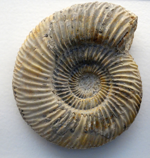 Parkinsonia parkinsoni
