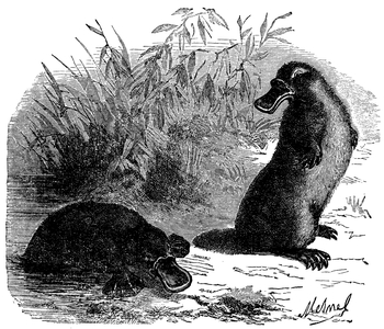 Platypus, duckbill
