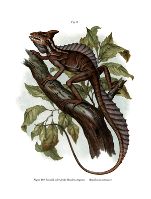 Common Basilisk (colour litho)
