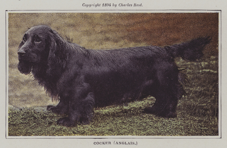 English Cocker Spaniel (colour photo)