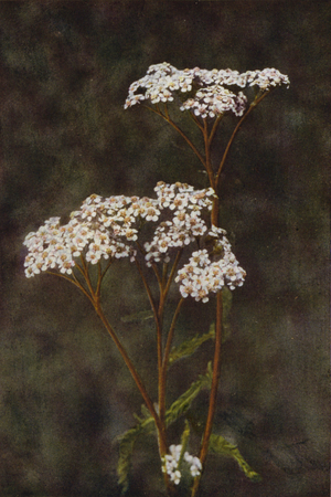 Wild flowers: Yarrow or Milfoil (colour photo)