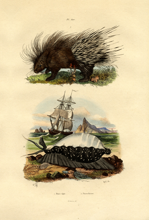 Porcupine, 1833-39 (coloured engraving)