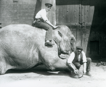 'Sundermalah' having her front foot trimmed by one keeper, with a file, as another sits on her back, London Zoo, August 1926 (b/w photo)