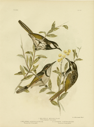 White-Cheeked Honeyeater, 1891 (colour litho)