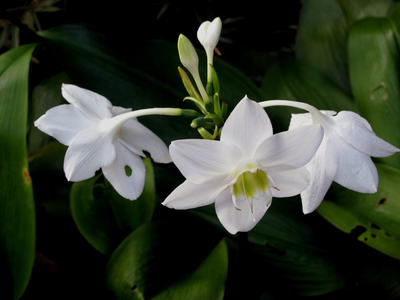 Jardin de Balata en Martinique Fev 2011 fleurs orchidee