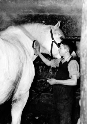 III Reich, HJ in agriculture, 1940 (photo)