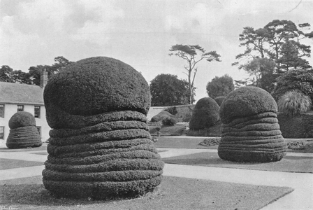Yews Like Concertinas (b/w photo)