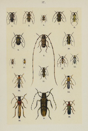 Plate from The Young Beetle-Collector's Handbook (chromolitho)
