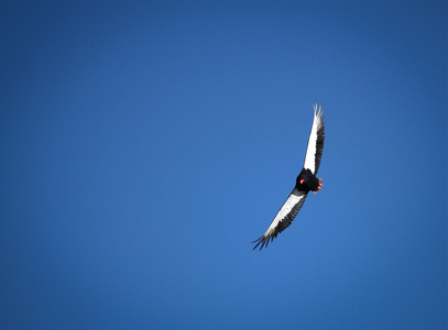 Bateleur Eagle, 2015 (photo)