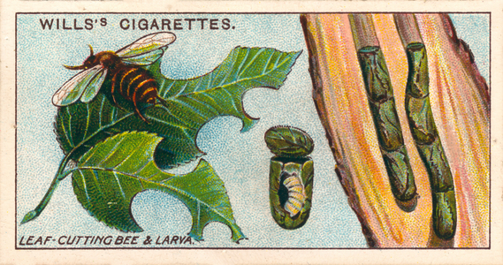 Garden Life: Leaf-Cutting Bee and Larva (chromolitho)